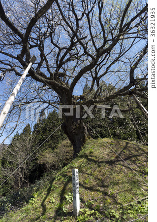 Gosho cherry blossoms of Tengudaira 36321935