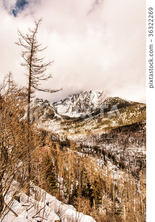 Spruce forest after natural disaster, High Tatras 36322269