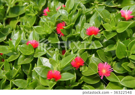 Baby Sun Rose Baby Sun Rose 36322548