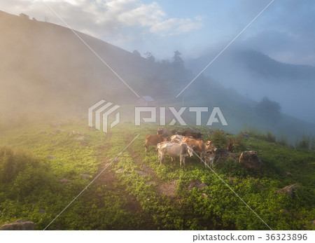 High Mountains at Mea La Noi City in Mae Hong Son 36323896