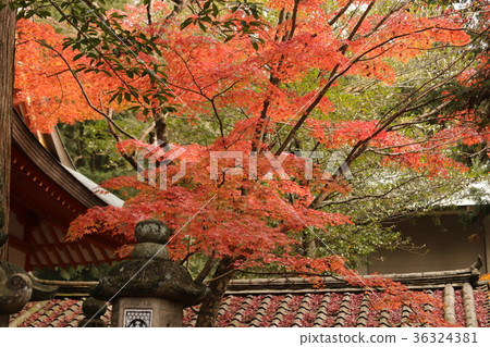 奈良公園的秋葉和鹿 奈良公園的秋葉和鹿 36324381