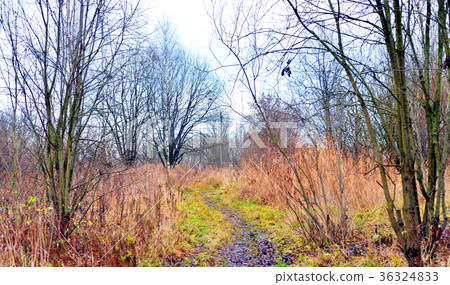Road in park at autumn. 36324833