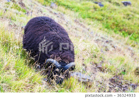 black icelandic sheep on mountain slope in Iceland black icelandic sheep on mountain slope in Iceland 36324933