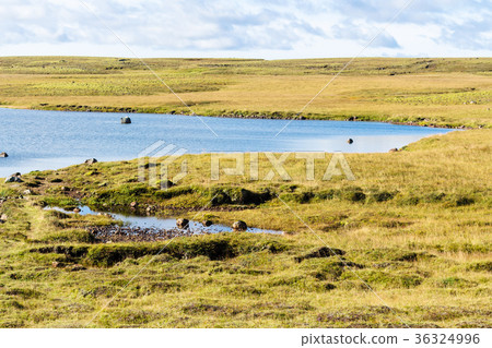 swamp landscape of Iceland in september sunny day 36324996