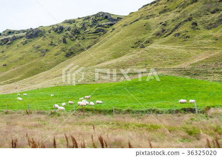 icelandic sheeps on green slope in Iceland icelandic sheeps on green slope in Iceland 36325020