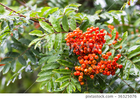 ripe fruits of Rowan tree in rain in Reykjavik 36325076