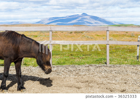 brown Icelandic pony in corral in country farm 36325333
