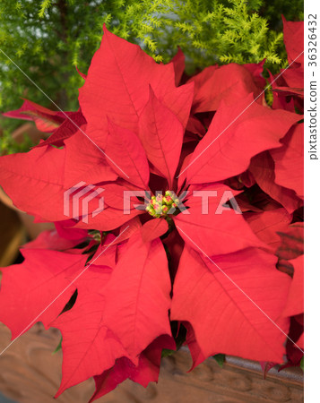 Poinsettia 36326432