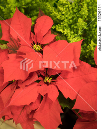 Poinsettia 36326434