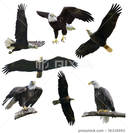 Bald eagles on white background Bald eagles on white background 36326943