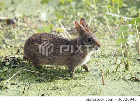 Marsh Rabbit  in Florida wetlands 36326946