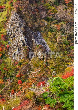 Autumn leaves from Unzen Fugendake Autumn leaves from Unzen Fugendake 36326954