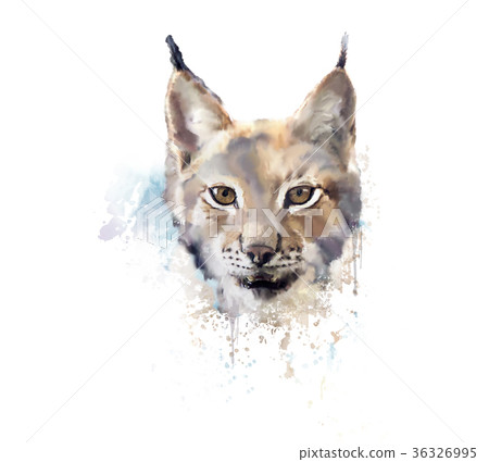 Watercolor lynx. wild cat. 36326995
