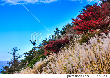 Autumn leaves and leaves from Unzen Myoko Autumn leaves and leaves from Unzen Myoko 36327041