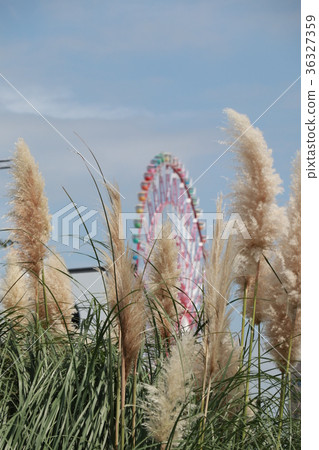 Scenery of autumn Koto-ku Aomi 36327359