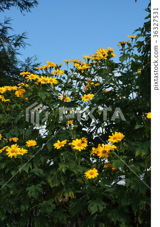 Coty sunflower Coty sunflower 36327531