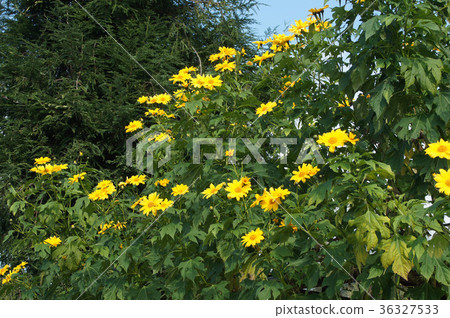 Coty sunflower Coty sunflower 36327533