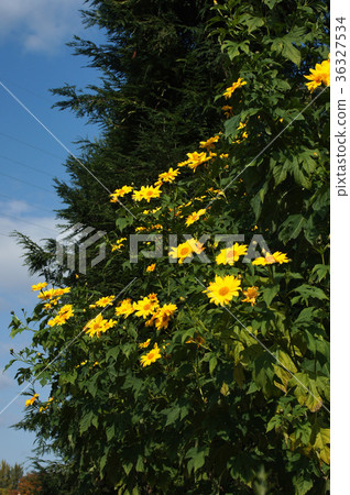 Coty sunflower Coty sunflower 36327534