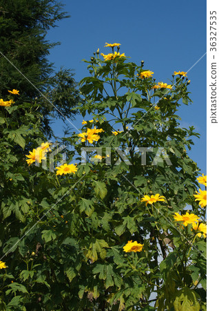 Coty sunflower Coty sunflower 36327535