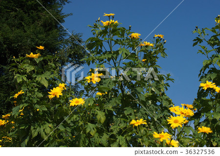 Coty sunflower Coty sunflower 36327536