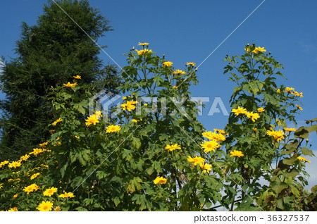 Coty sunflower Coty sunflower 36327537