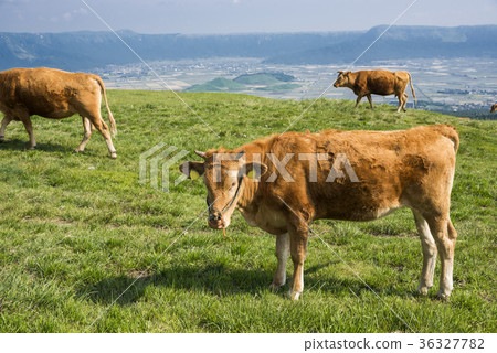 麻生太郎的高地牛 36327782