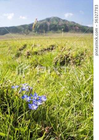 Harrindou flower blooming in Kusachiri on the back of Mt. 36327783