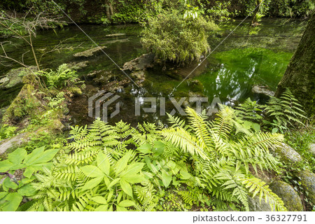 Spring pond of fern and Ikeyama water source Spring pond of fern and Ikeyama water source 36327791