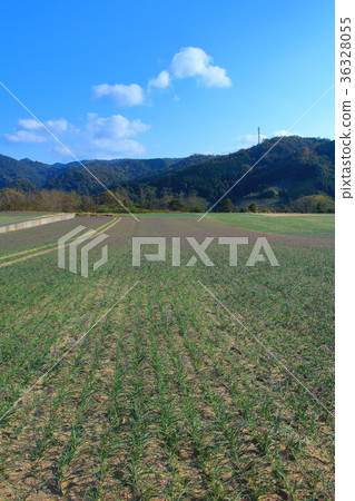 Rakucho field 36328055