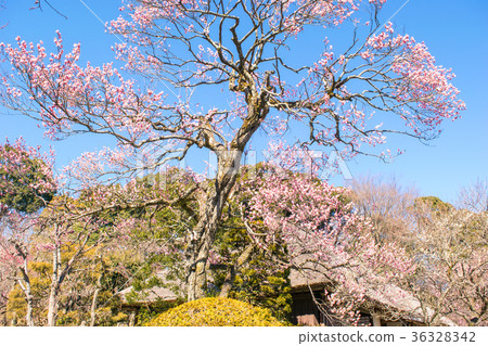 Tokyo Metropolitan Government Keio Hundred Garden (Keio Mokurusen) Matsuneguan and Bairin 36328342