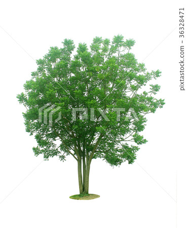 tropical tree in Thailand isolated on white 36328471