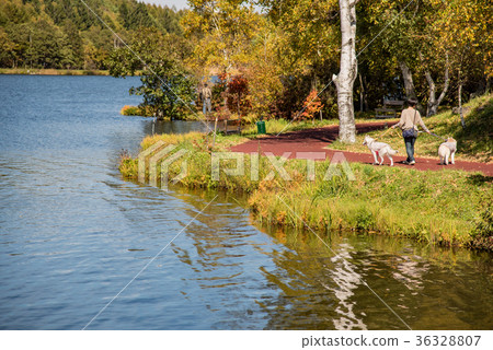 Nagano dog walking on the shores of Lake Shirakaba 36328807