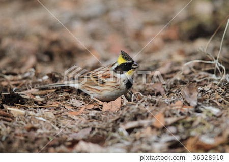 Miyama Hojirō's male Miyama Hojirō's male 36328910