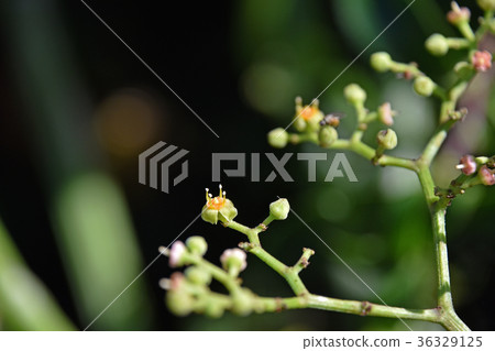 黃色花花 黃色花花 36329125