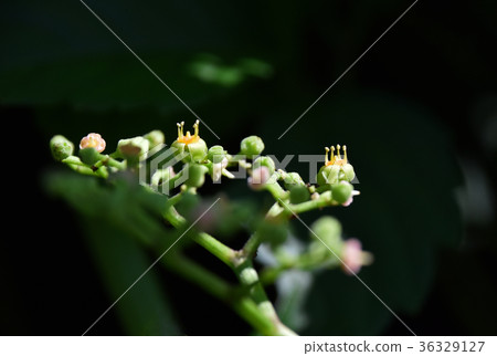 黃色花花 黃色花花 36329127