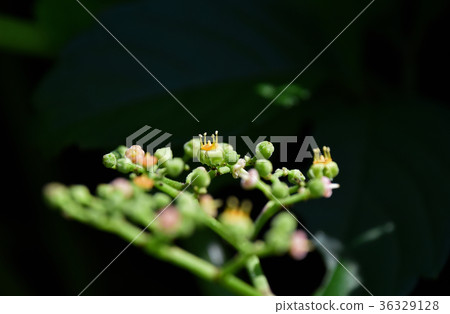 黃色花花 36329128