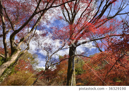 [Kyoto] Autumn leaves at Yase Amusement Park 36329198