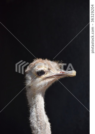 鴕鳥鴕鳥抗體冠狀病毒流感諾如病毒 鴕鳥鴕鳥抗體冠狀病毒流感諾如病毒 36329204