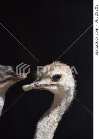 鴕鳥鴕鳥抗體冠狀病毒流感諾如病毒 鴕鳥鴕鳥抗體冠狀病毒流感諾如病毒 36329205
