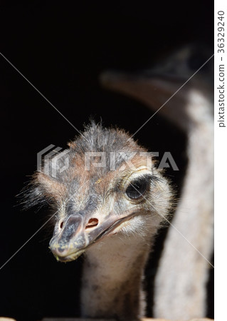 Ostrich ostrich antibody coronavirus influenza norovirus 36329240