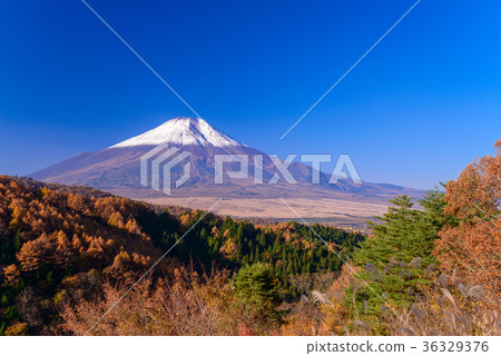 Mt. Fuji covered with a twenty-fold curve of autumn leaves 36329376