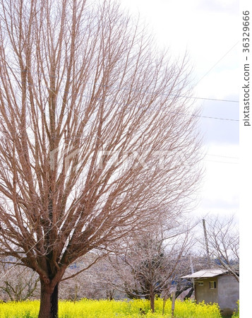 一棵樹 一棵樹 36329666