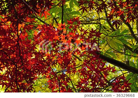 野村紅葉，美麗的秋葉 36329668