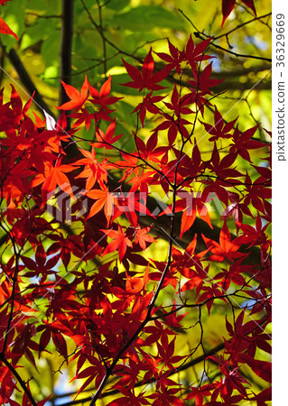 野村紅葉,美麗的秋葉 野村紅葉,美麗的秋葉 36329669