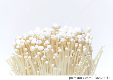 Enoki 36329912
