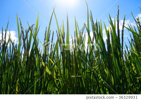 Rice field 36329931