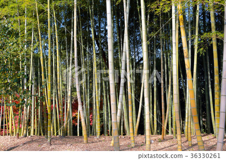  Bamboo grove 36330261