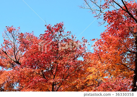 秋葉，黃色葉子，棕色葉子 36330358