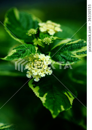 Lantana Kamala Flower Lantana Kamala Flower 36330555