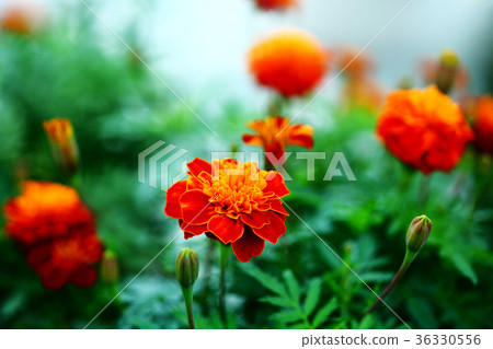 Large flower marigold yellow red flower 36330556